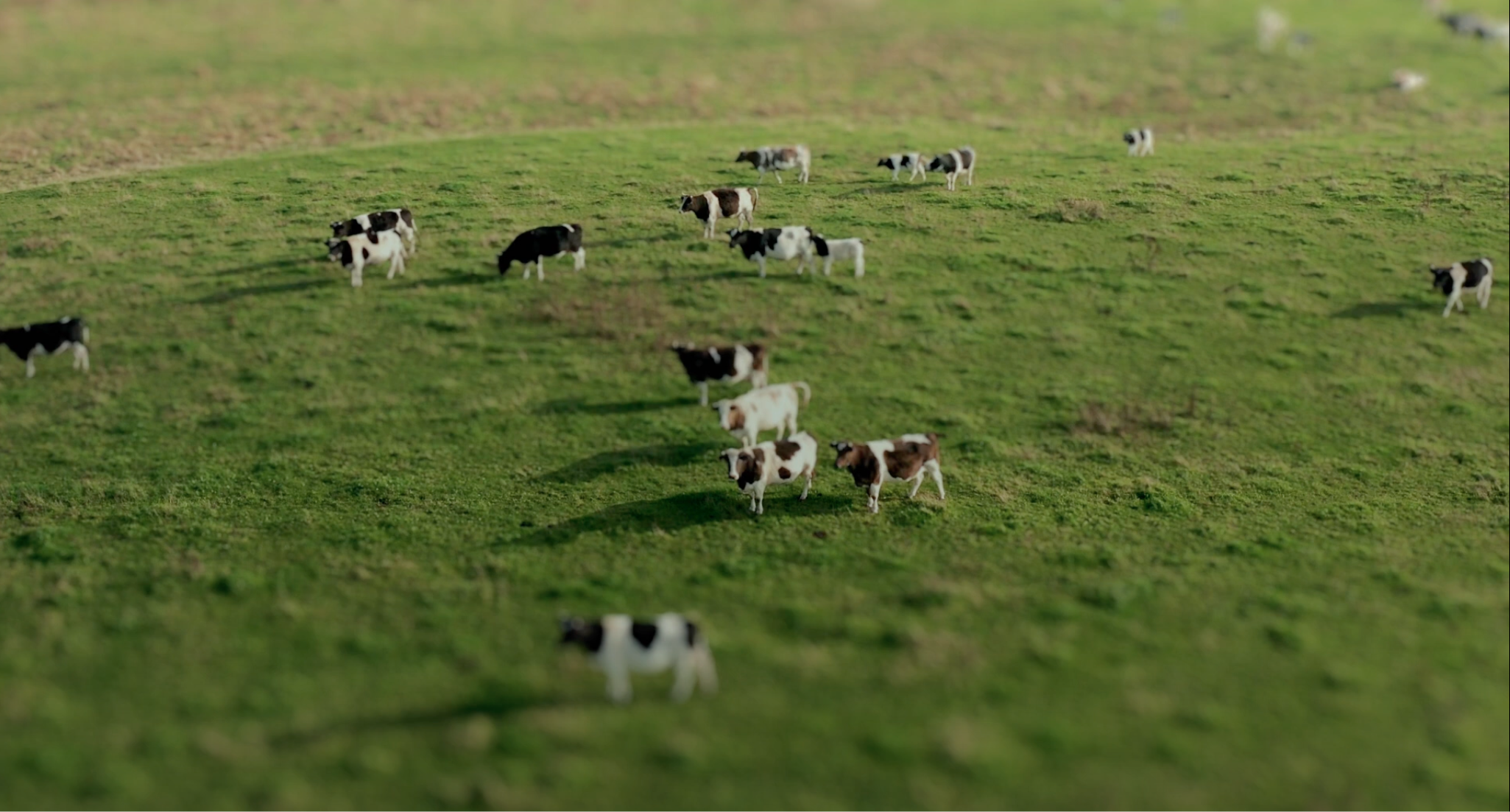 cows