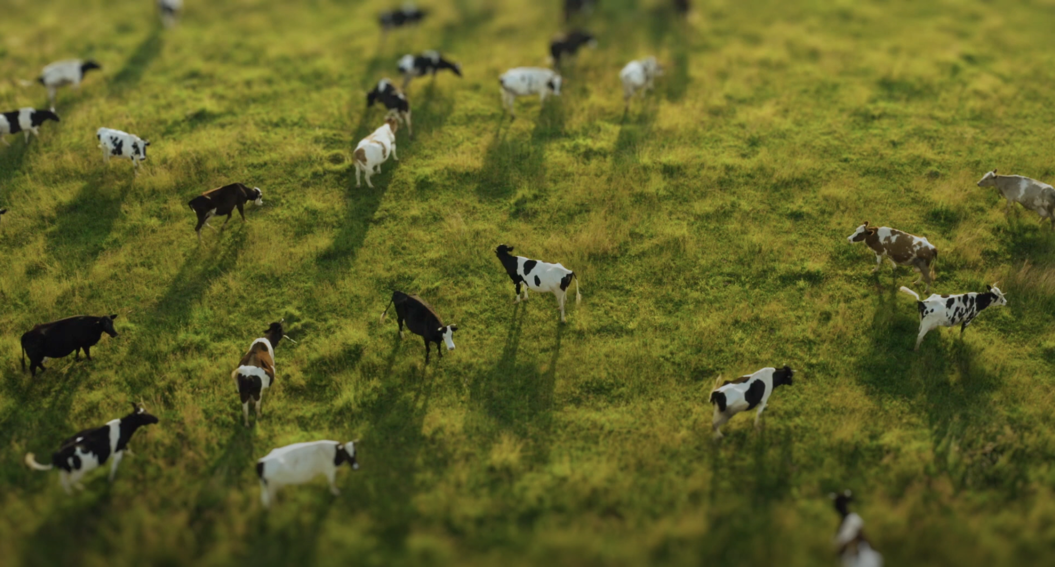 cows
